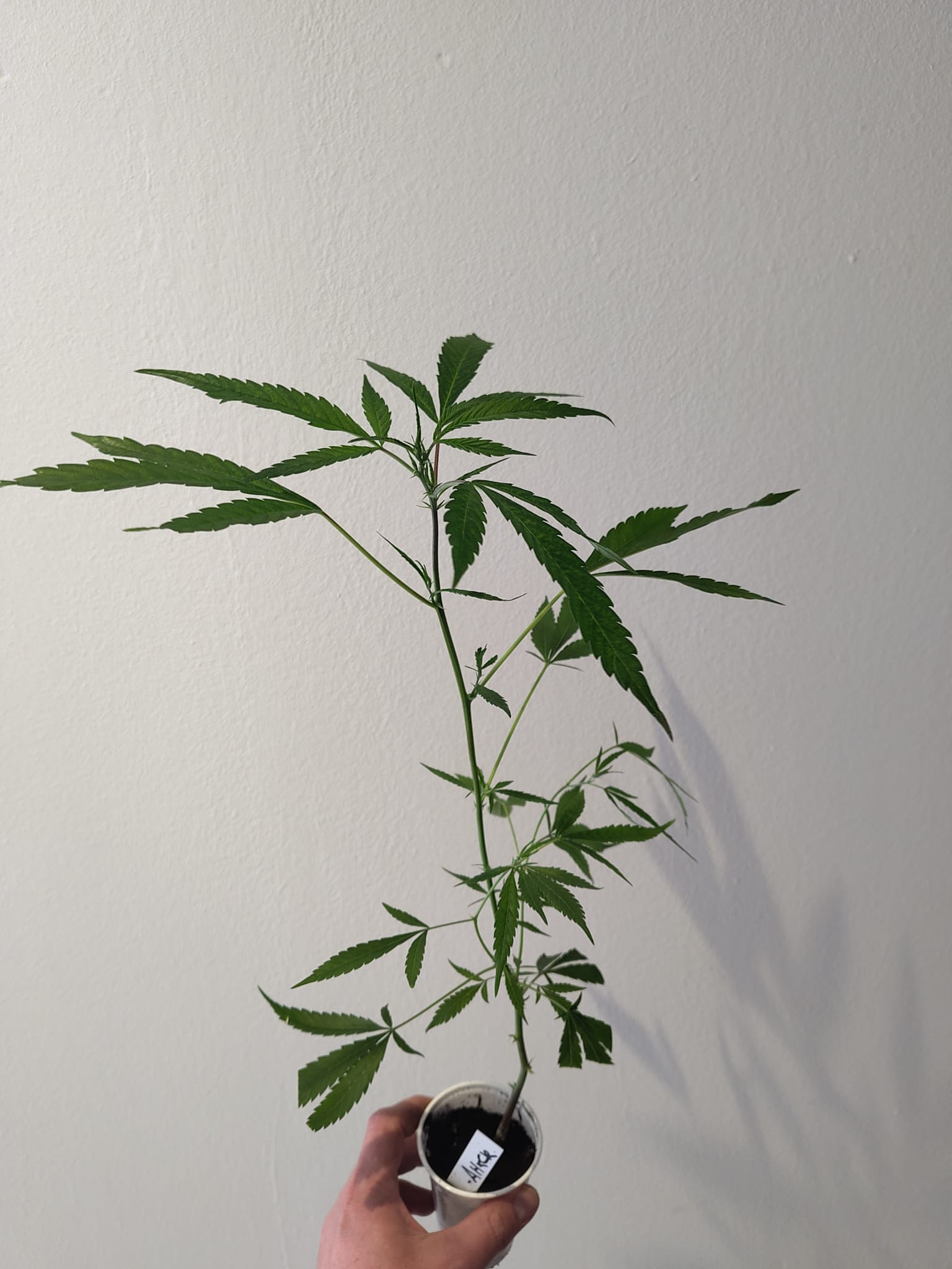 Amnesia Haze x Chocolate Rain F2 